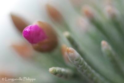 Fleur d'Avonia quinaria