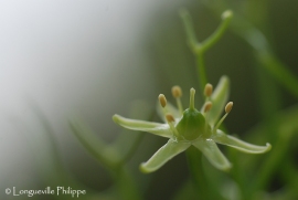 Boweia volubilis flower
