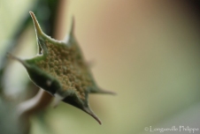 Fleur de Dorstenia crispa