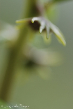 Fleur de Dorstenia hildebrandtii
