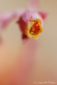 Fleur d'Echeveria