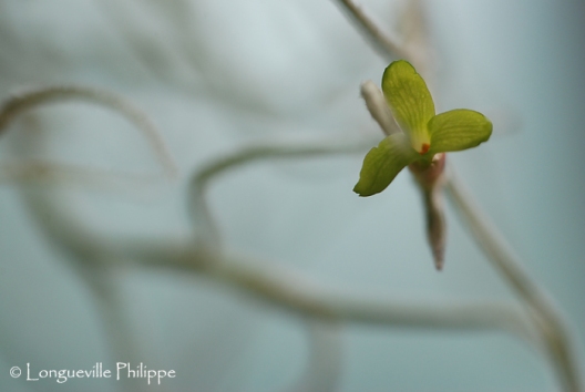 Tillandsia usnoides flower